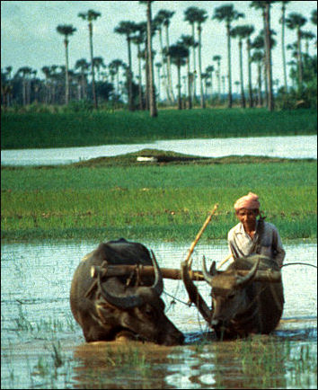 20120525-rice Cambodiaricefarming2.jpg